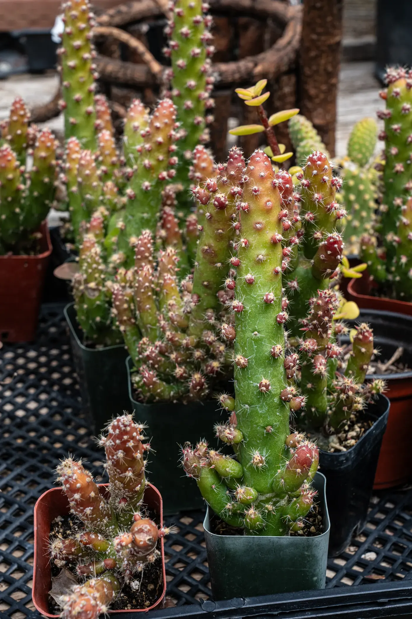 A grafted moon cactus with an orange crown in a nursery pot