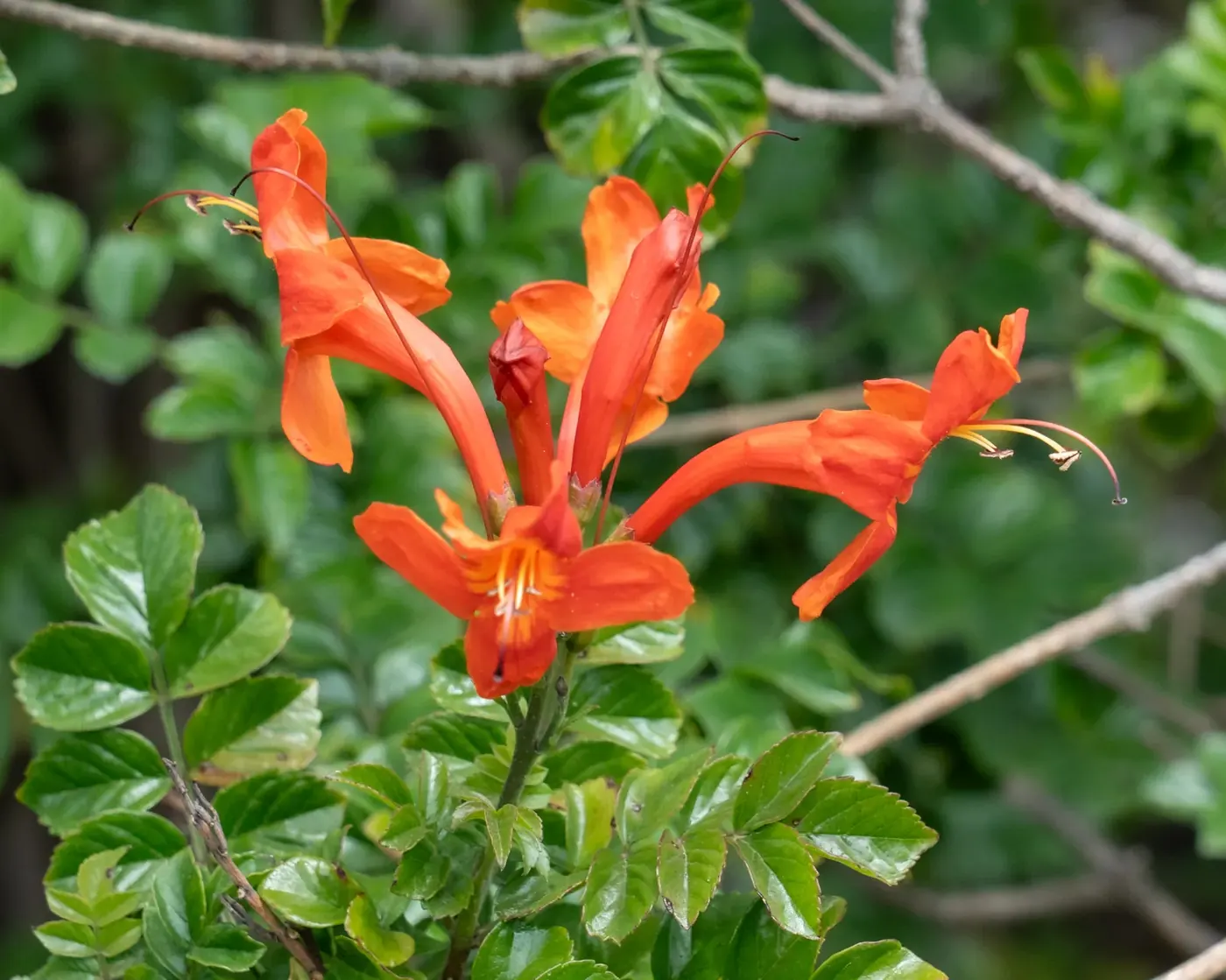 Close-up of bright orange cape honeysuckle flowers against green foliage