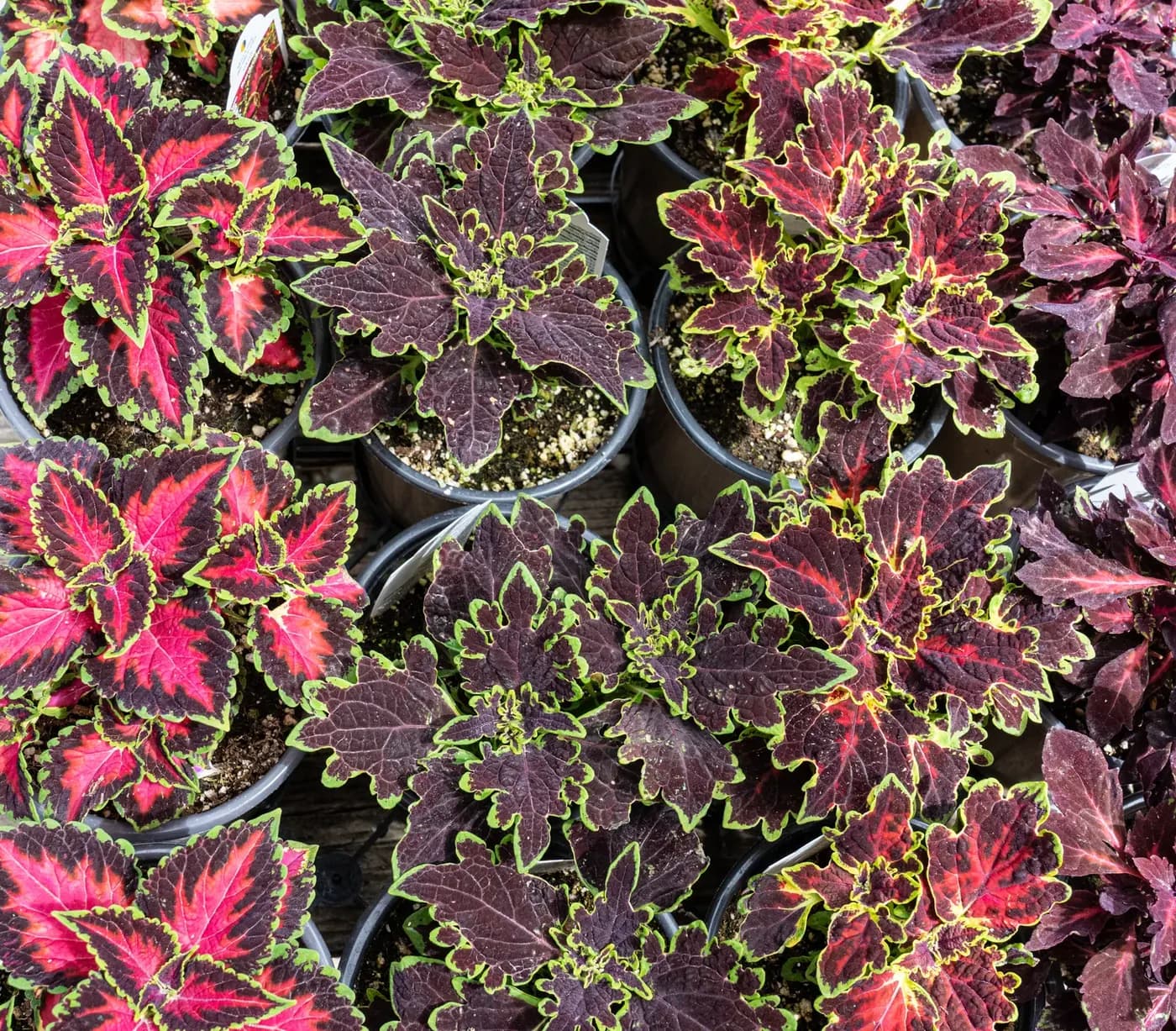 Deep burgundy and lime coleus foliage filling a nursery flat