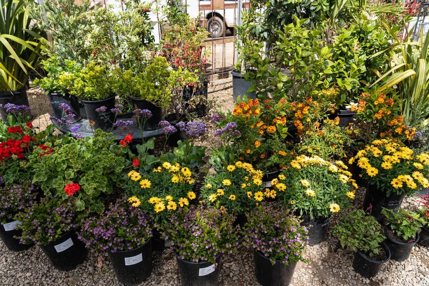 A dense display bed of mixed flowering annuals in nursery pots