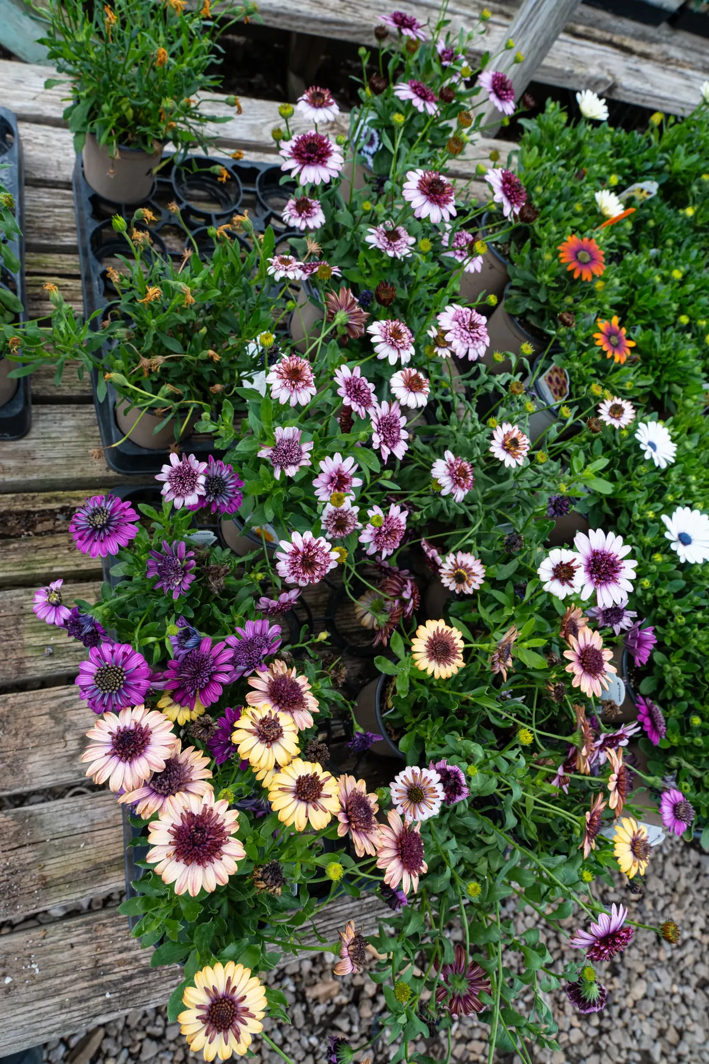 White and purple African daisies flowering beside a weathered timber fence