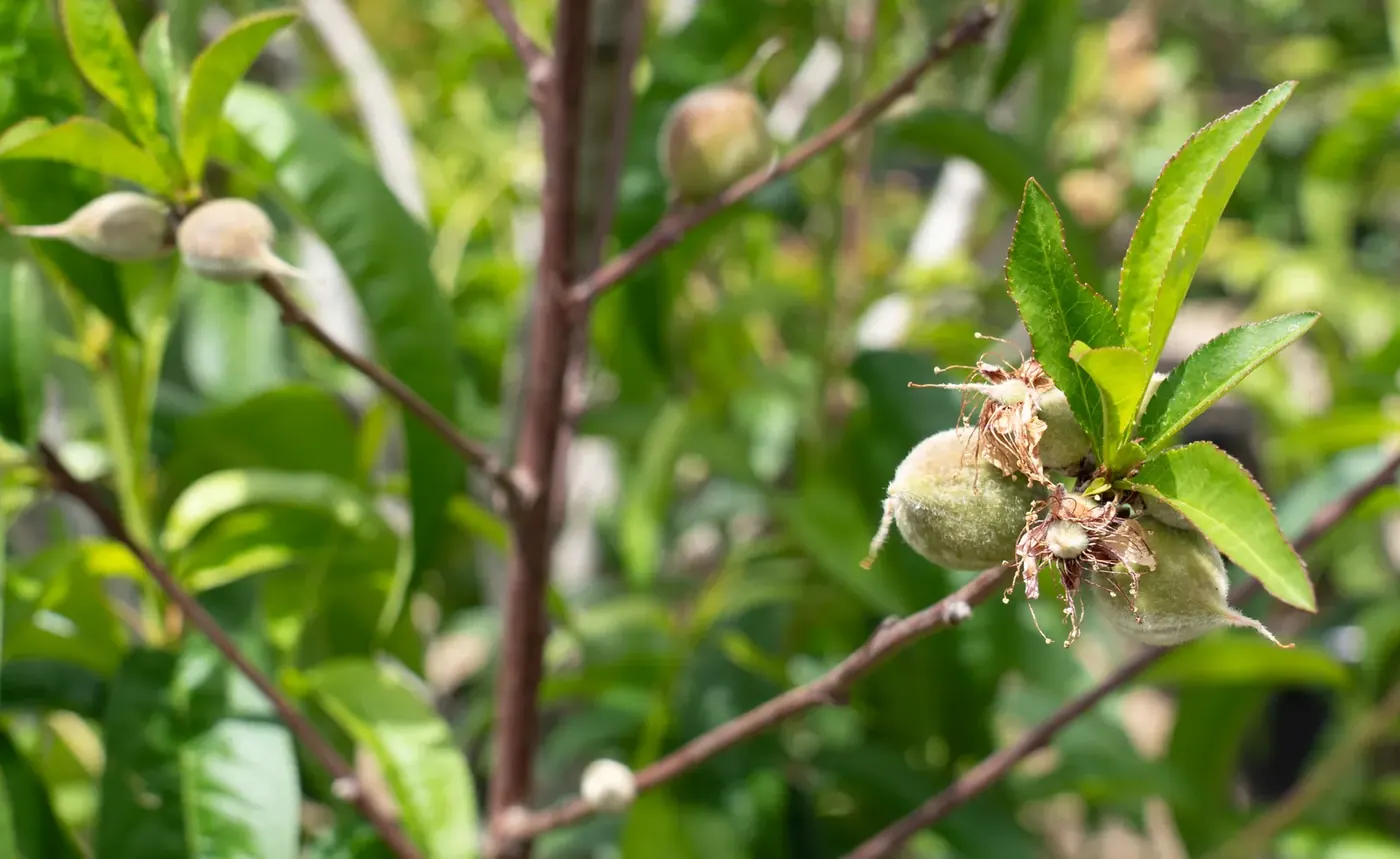 Small developing fruit on the branch of a young fruit tree