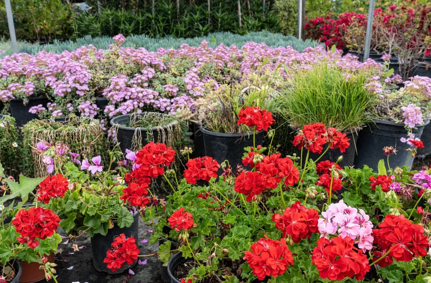 Red and pink geraniums in bloom on a nursery bench