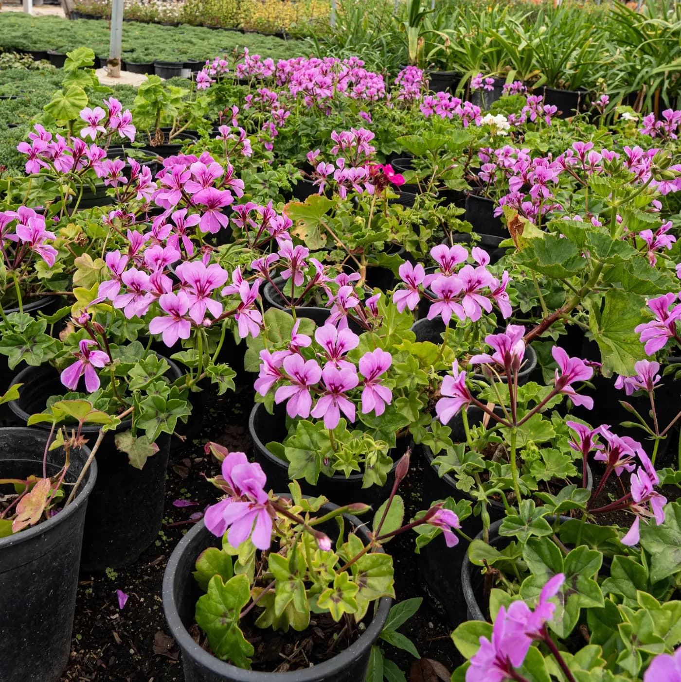 Massed pink geraniums flowering in nursery containers