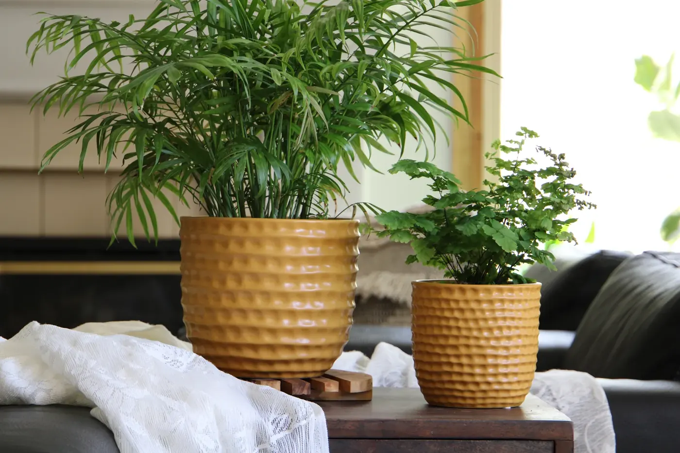 Two gold textured planters holding ferns in a living room
