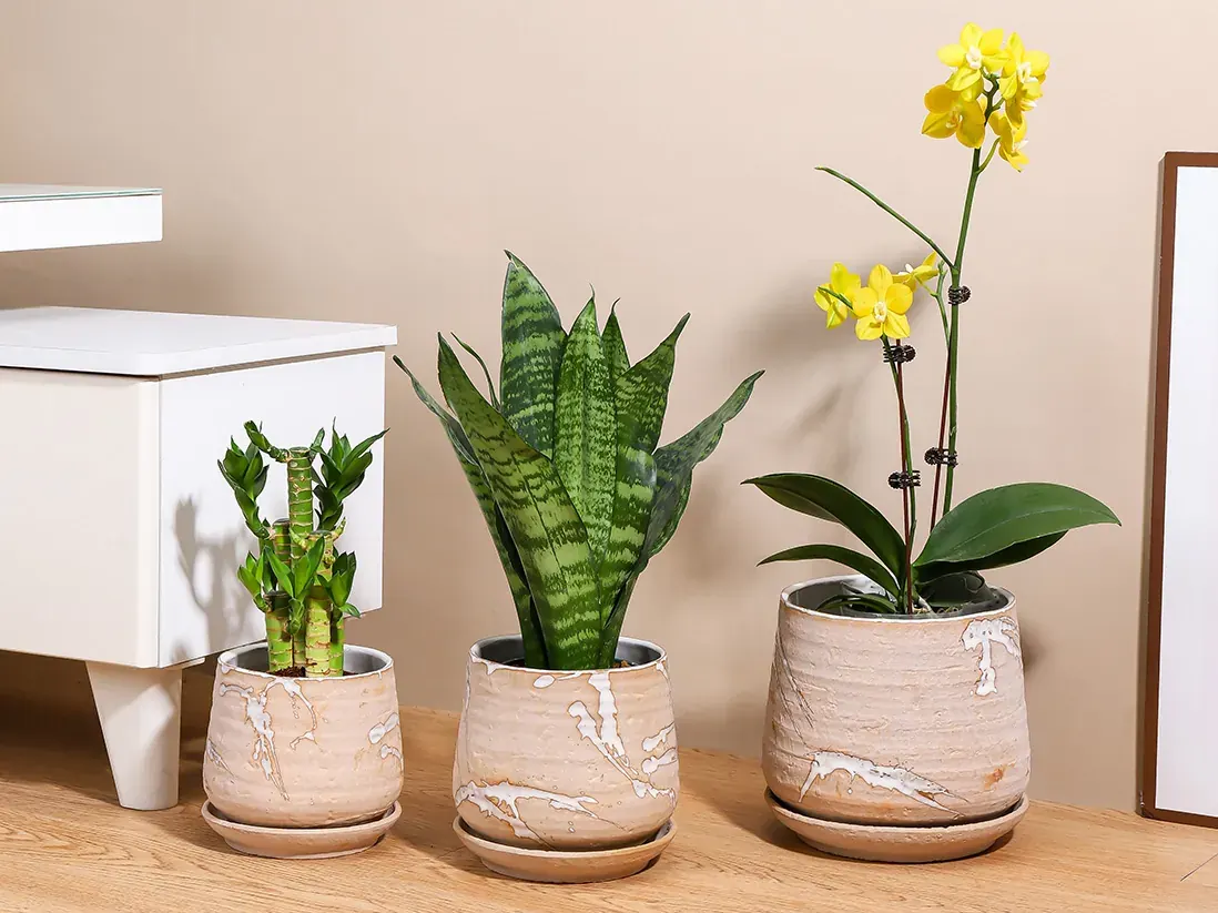 A snake plant, orchid and lucky bamboo in textured indoor pots