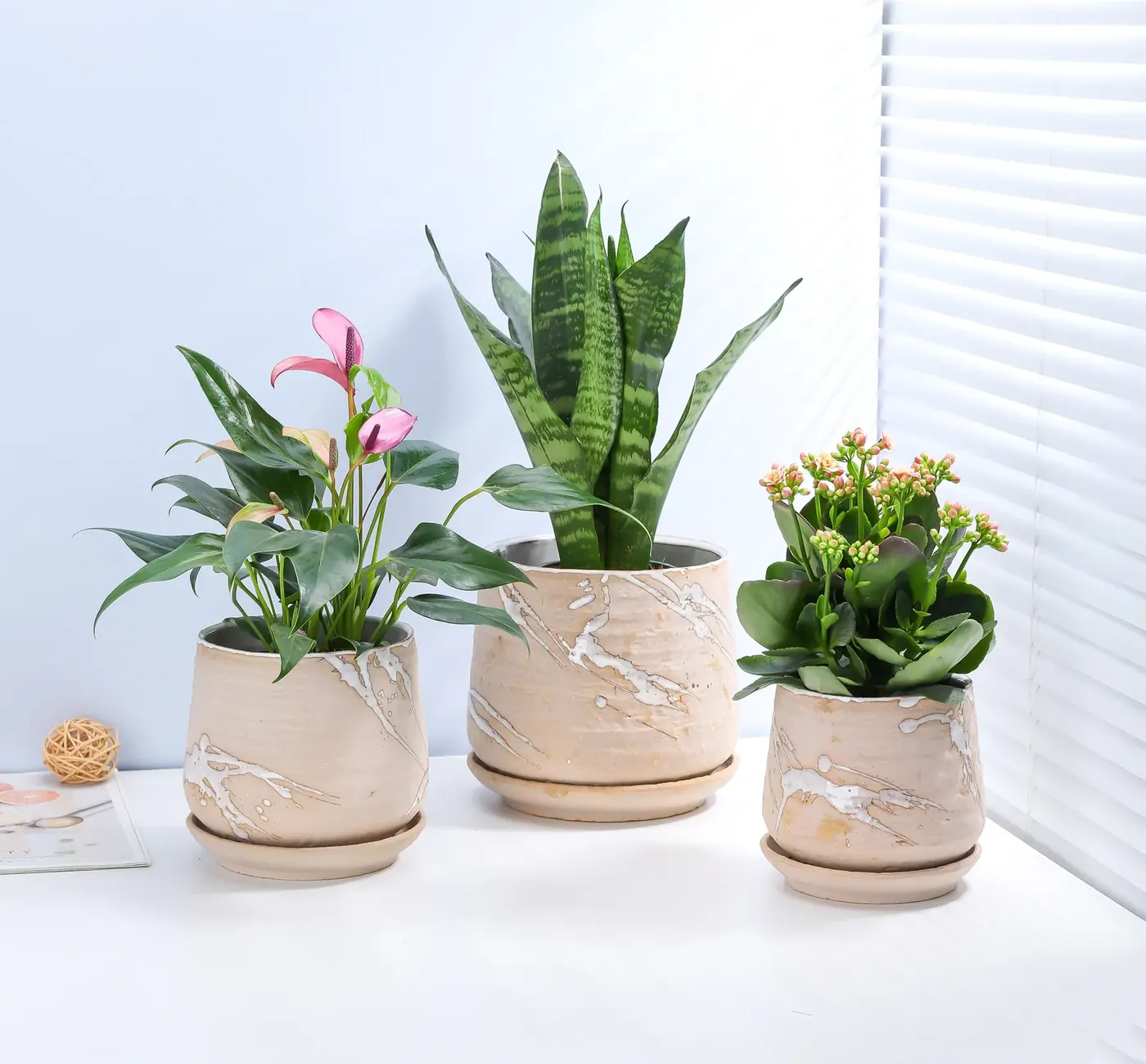 Indoor foliage plants in cream ceramic pots beside a bright window