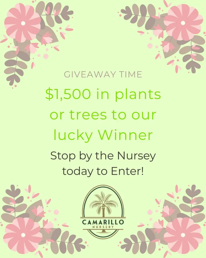🌟 Want to elevate your home or garden? 🌿 Enter our $1,500 plant and tree giveaway for a chance to win the greenery of your dreams! Swing by the…