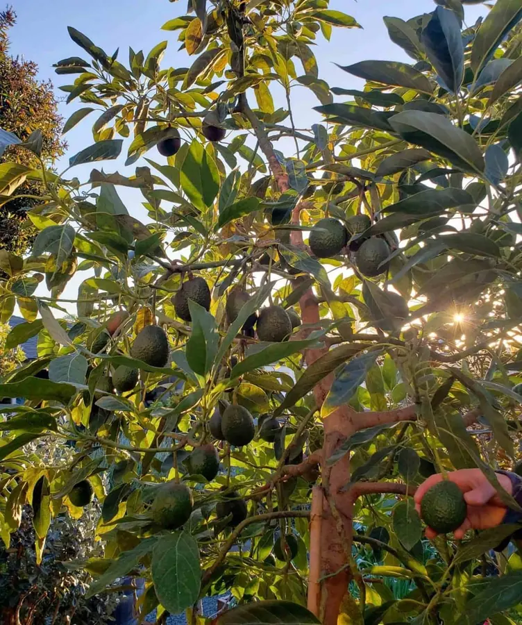 🌳✨ Exciting news, avocado lovers! We now have avocado trees available for purchase! 🥑🌱 Bring the joy of homegrown avocados to your garden and…