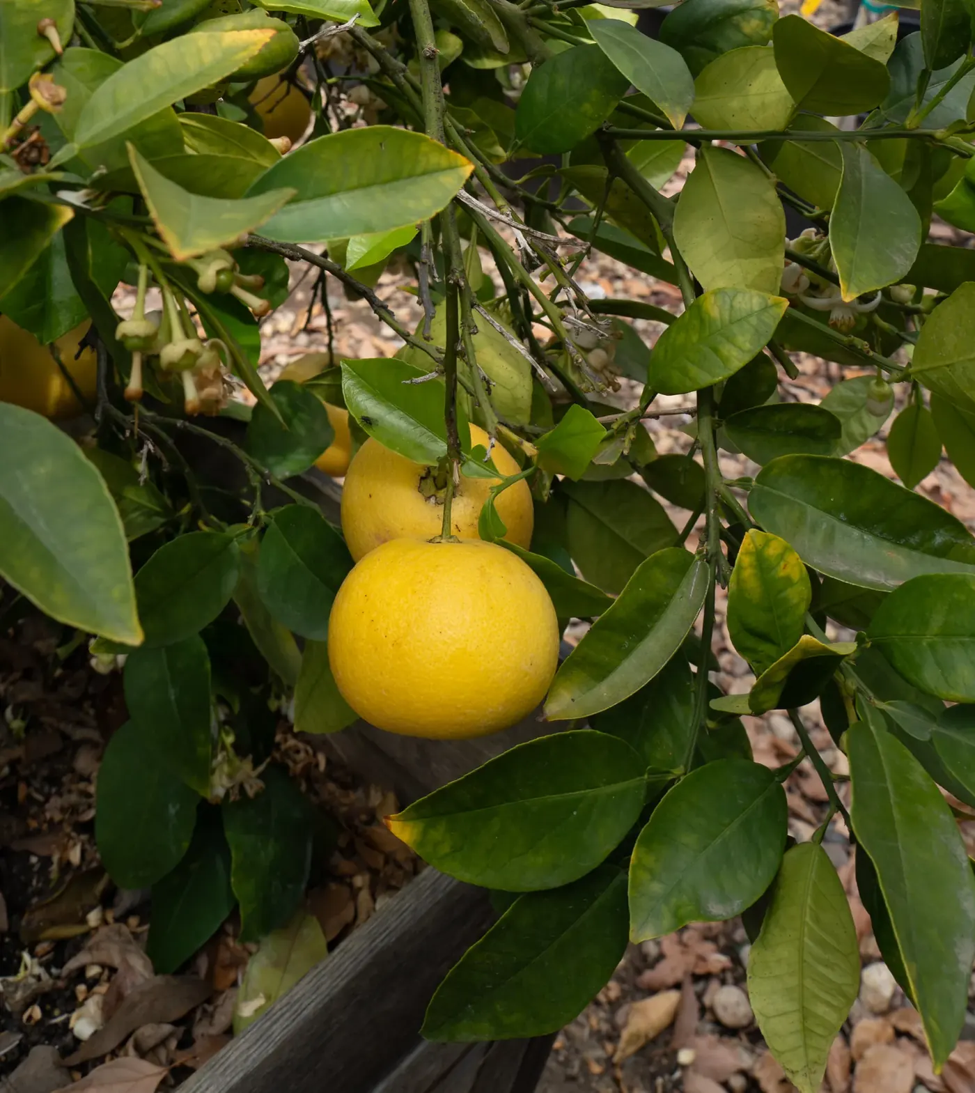 A ripe yellow lemon hanging on a young citrus tree