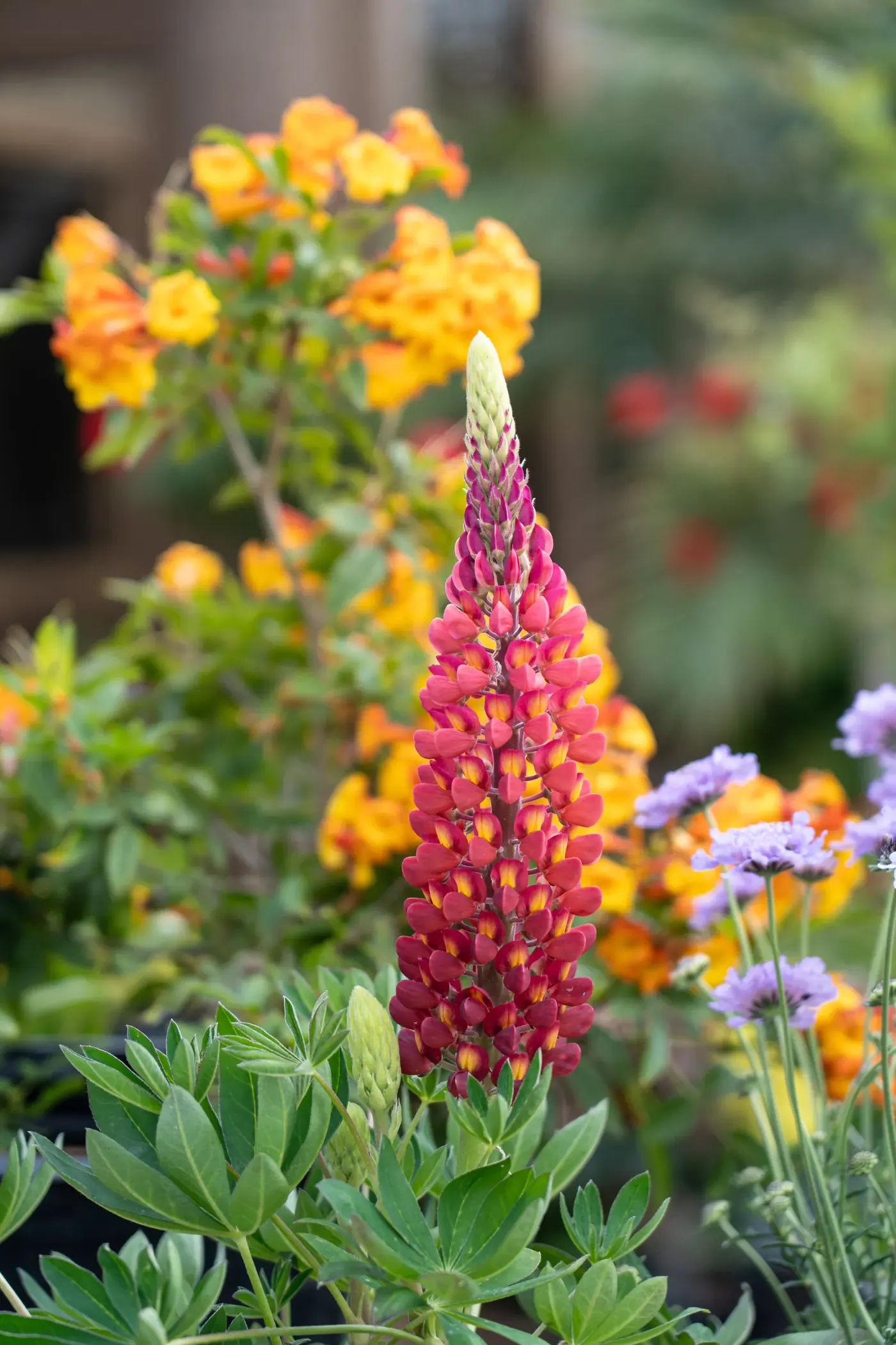 A pink and cream lupine flower spike in full bloom