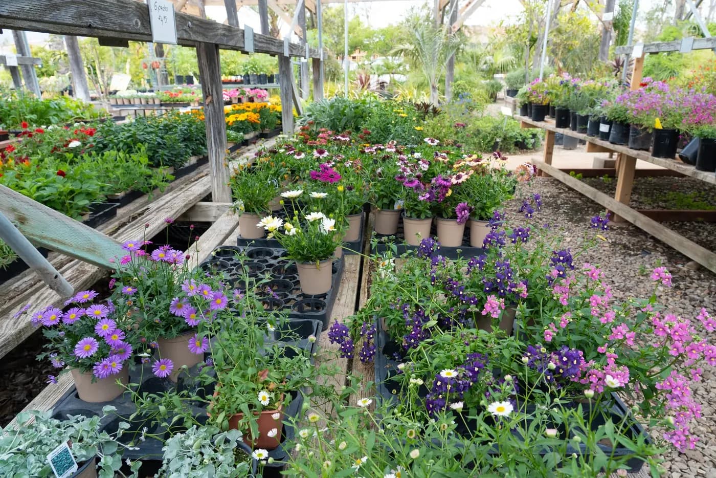 Wide beds of flowering perennials in nursery pots at Camarillo Nursery