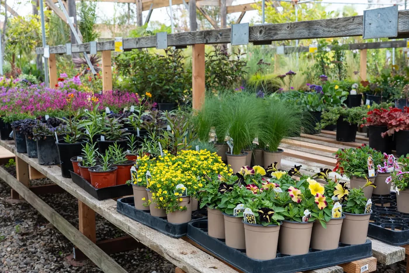 Rows of nursery benches holding flats of colourful bedding plants under a shade structure