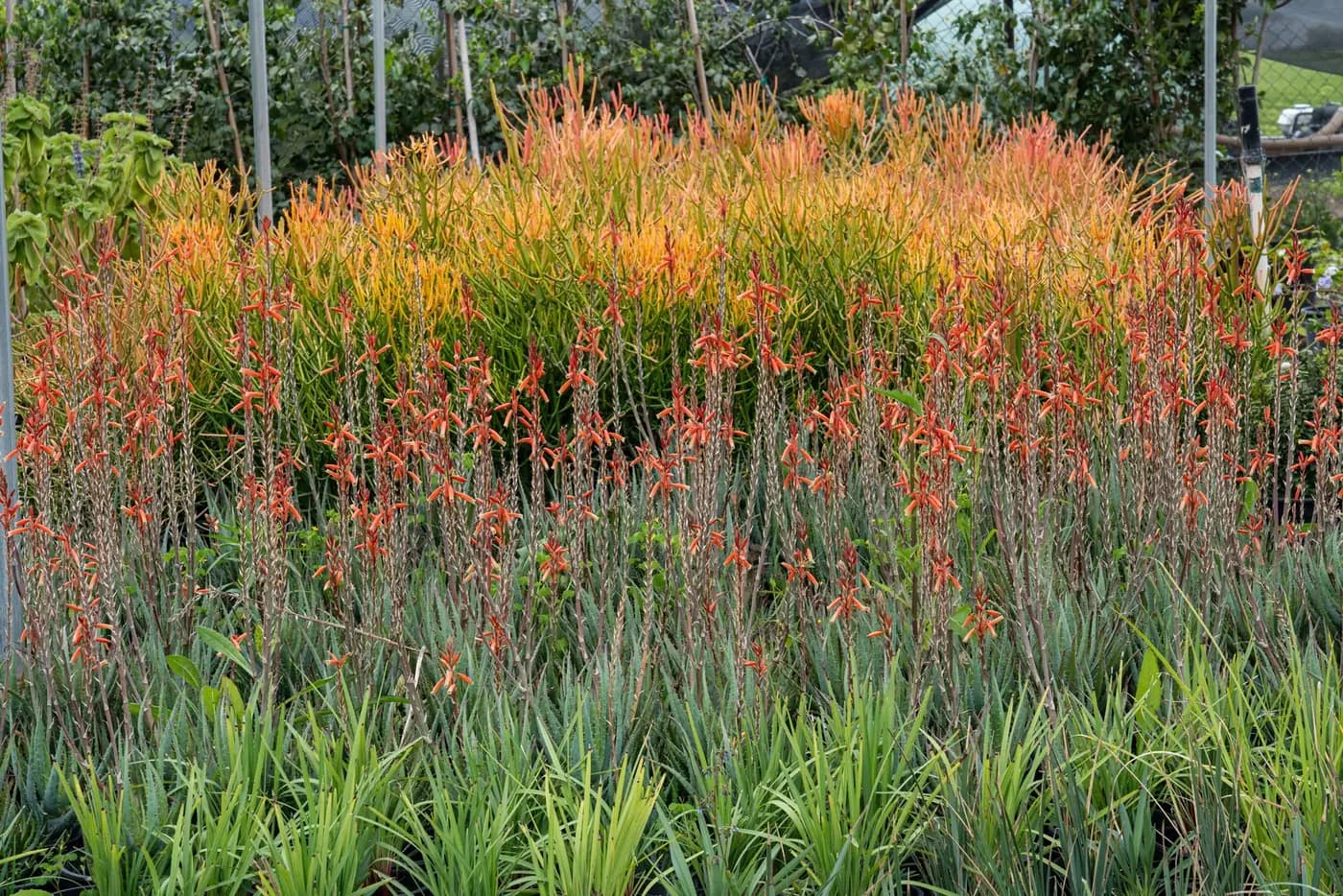 A block of orange-flowering ornamental grasses in nursery containers
