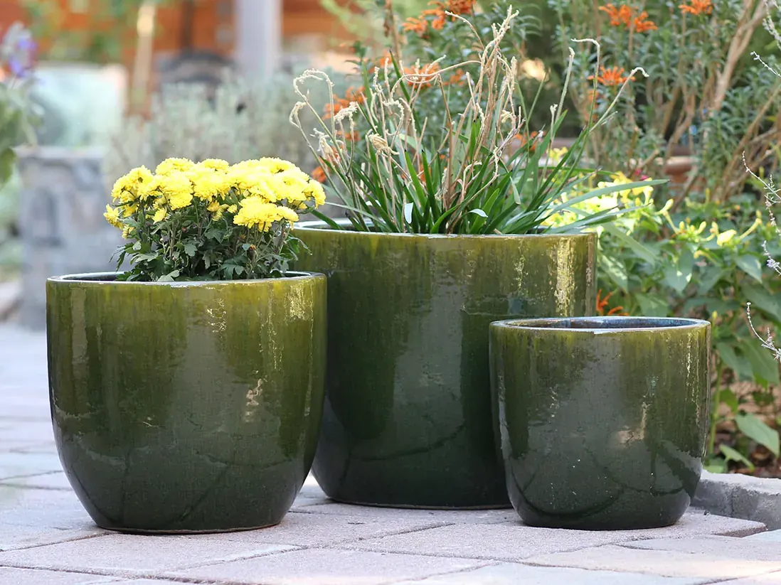Three deep green glazed pots planted with grasses and chrysanthemums