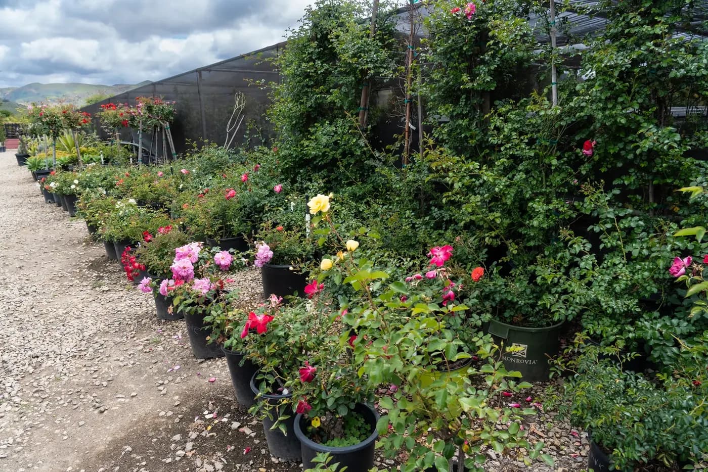 A long row of rose bushes in bloom in nursery containers