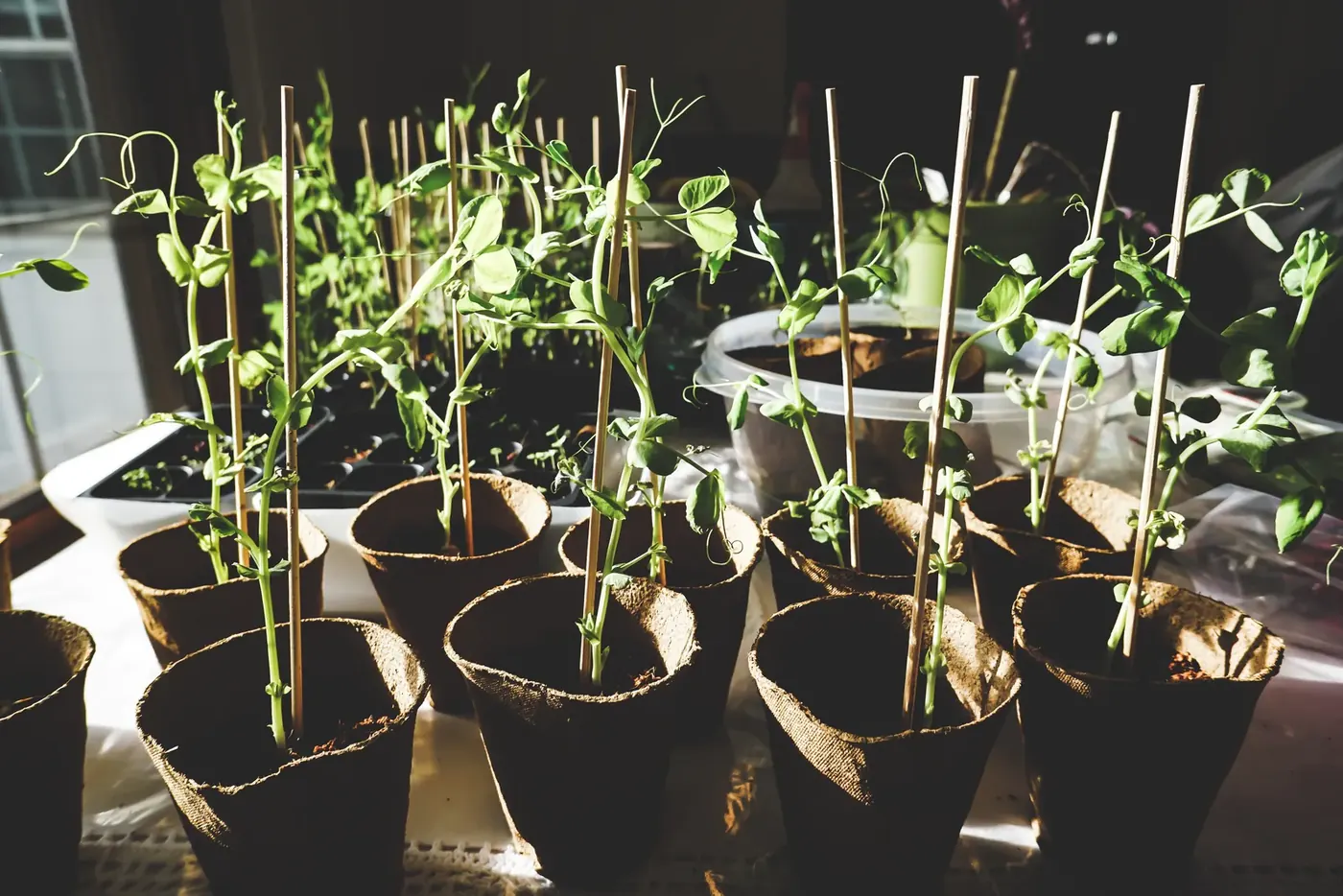 Seedlings in small pots lined up on a greenhouse bench