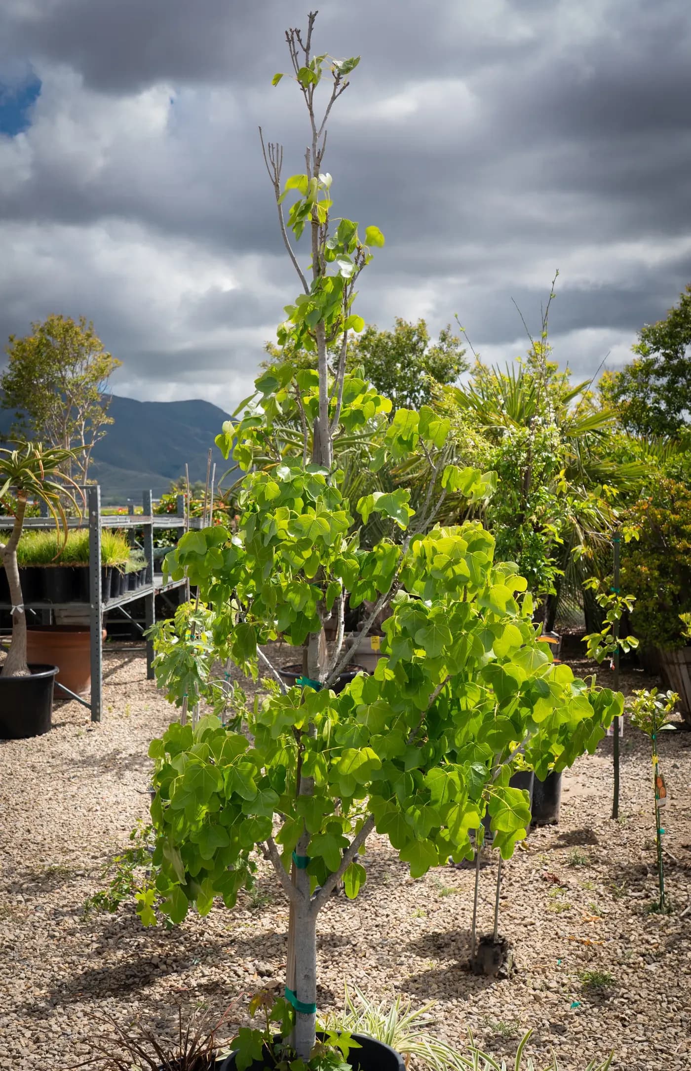 Young shade trees staked in nursery containers under a cloudy sky