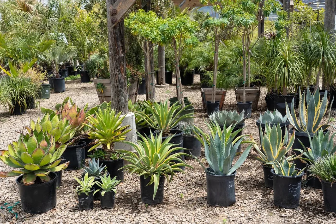 Rows of potted agaves and succulents in the nursery yard